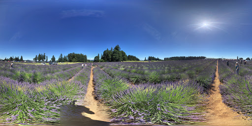 Farm «Oregon Lavender Farm», reviews and photos, 20949 S Harris Rd, Oregon City, OR 97045, USA
