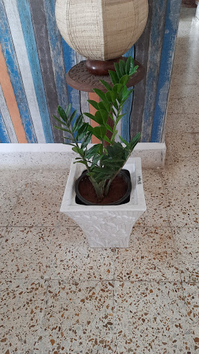 Sushwa Plant