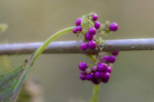 County Government Office «Brevard County Enchanted Forest Sanctuary», reviews and photos, 444 Columbia Blvd, Titusville, FL 32780, USA