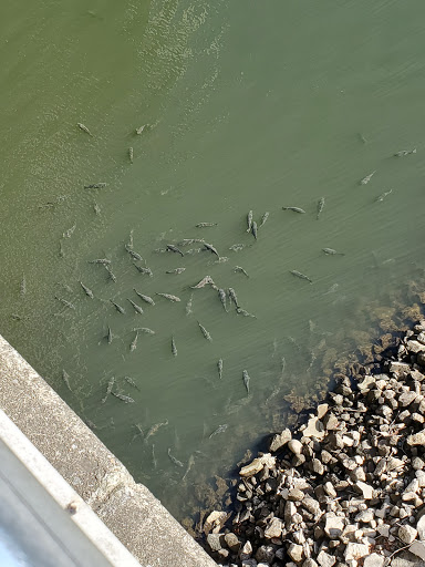 Fishing Area «Kinzua Dam», reviews and photos