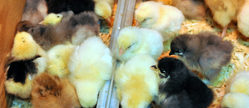 Animal Feed Store «Burns Feed Store», reviews and photos, 29215 SE Orient Dr, Gresham, OR 97080, USA