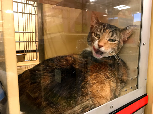 Pet Supply Store «PetSmart», reviews and photos, 400 Universal Dr N, North Haven, CT 06473, USA