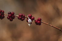 Basically Brett Media - Photo 2 - Car repair in , Overland Park