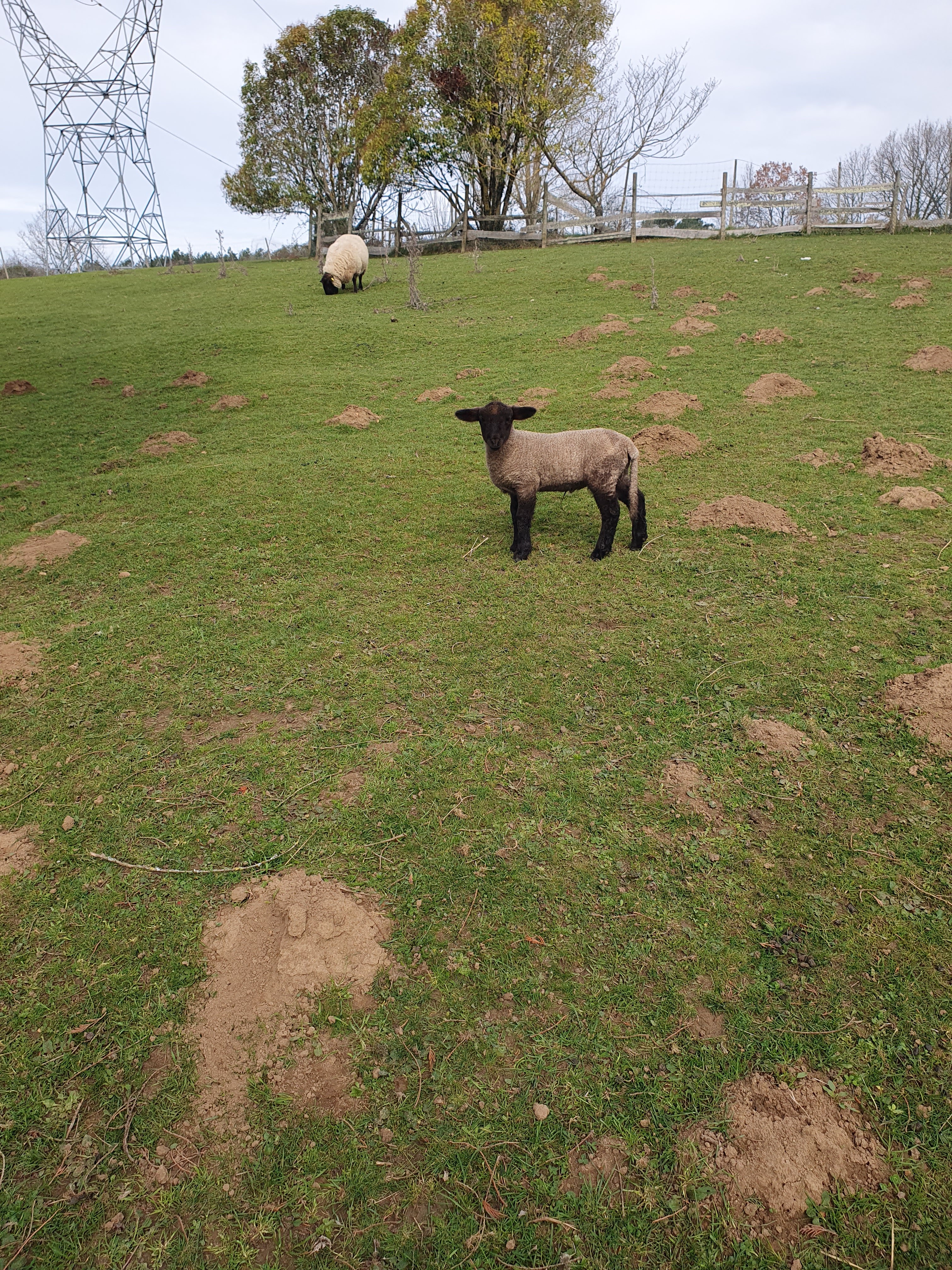 Photo n° 7 de l'avis de laurane.a fait le 11/04/2022 à 15:48