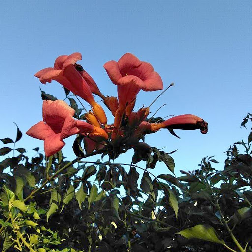 Park «Sewallcrest Park», reviews and photos, SE 31st Ave & Market St, Portland, OR 97214, USA