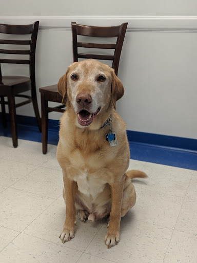 Caring Hands Animal Hospital - Clarendon image