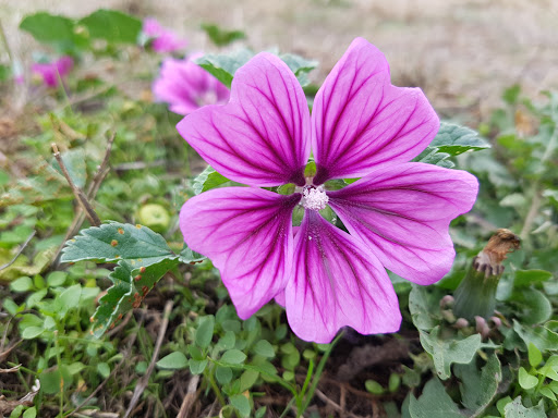 Park «Genesee Park and Playfield», reviews and photos, 4316 S Genesee St, Seattle, WA 98118, USA