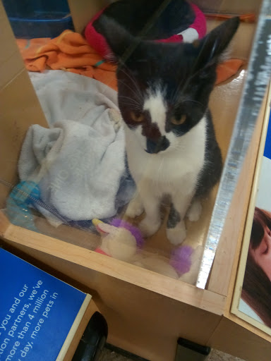 Pet Supply Store «PetSmart», reviews and photos, 288 West Ave, Stamford, CT 06902, USA