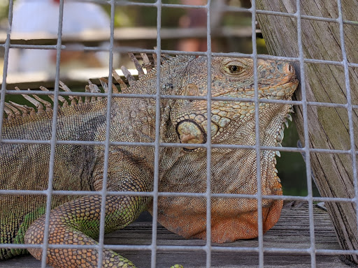 Nature Preserve «Calusa Nature Center & Planetarium», reviews and photos, 3450 Ortiz Ave, Fort Myers, FL 33905, USA