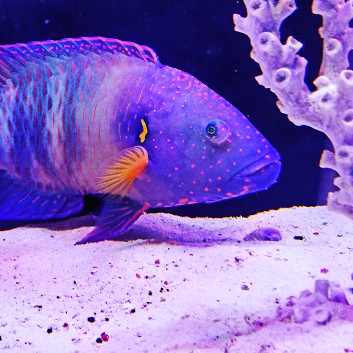 Aquarium «Marine EXTREMES», reviews and photos, 6257 E 21st St N