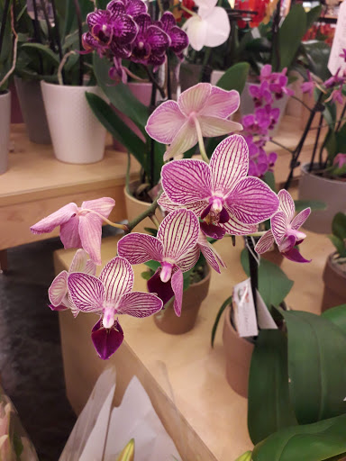 Grocery Store «Stop & Shop», reviews and photos, 930 N Colony Rd, Wallingford, CT 06492, USA