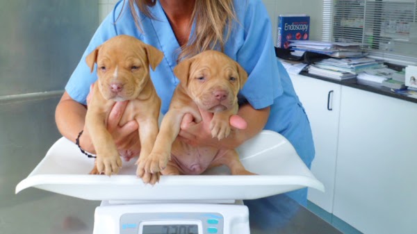 Hospital Veterinario Tomás Bustamante