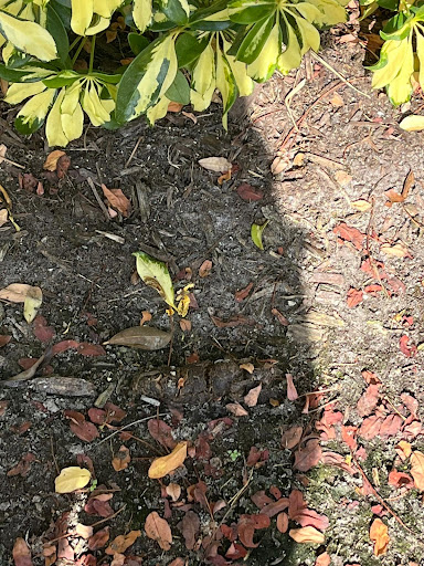 Supermarket «Publix Super Market at Doral Commons», reviews and photos, 7550 NW 104th Ave, Doral, FL 33178, USA