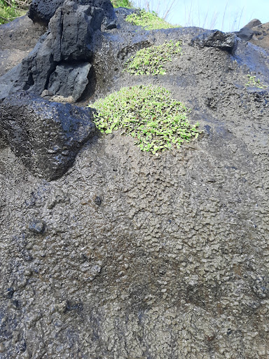 Top 20 cửa hàng akemi Huyện Lý Sơn Quảng Ngãi 2022