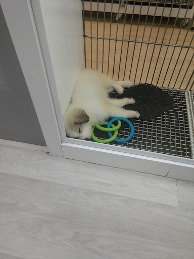 Pet Store «Petland Topeka», reviews and photos, 1801 SW Wanamaker Rd, Topeka, KS 66614, USA