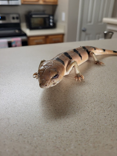 Reptile Store «Reptile Pets Direct», reviews and photos, 8088 Pat Booker Rd, Live Oak, TX 78233, USA