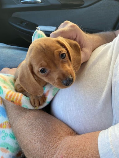 Pet Store «Tri-Creek Kennels», reviews and photos, 5641 US-129, Pendergrass, GA 30567, USA