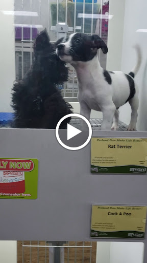 Pet Store «Petland Batavia», reviews and photos, 401 N Randall Rd, Batavia, IL 60510, USA