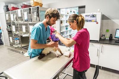 Clinique Vétérinaires Sainte-Anne Sorgues à Sorgues