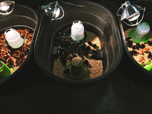 Animal Feed Store «Cerri Family Feed», reviews and photos, 2949 S Airport Way, Stockton, CA 95206, USA