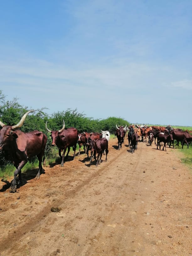 Damazin, Sudan