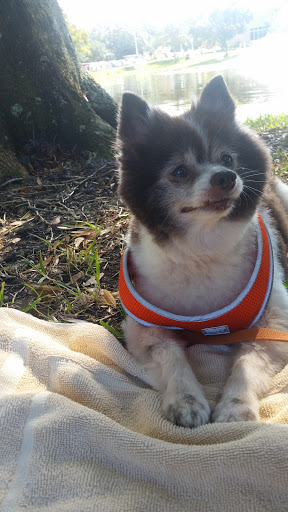 Community Center «Dunedin Community Center», reviews and photos, 1920 Pinehurst Rd, Dunedin, FL 34698, USA