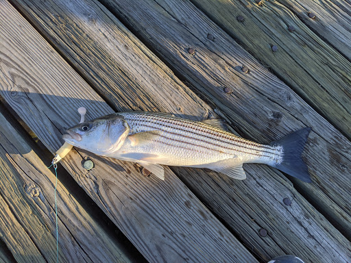 State Park «Squantum Point Park», reviews and photos, Miwra Haul Rd, Quincy, MA 02171, USA