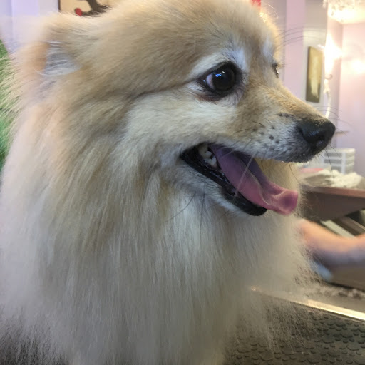 Pet Groomer «Spoiled Petz Pet Store and Grooming», reviews and photos, 12030 Donner Pass Rd #1, Truckee, CA 96161, USA