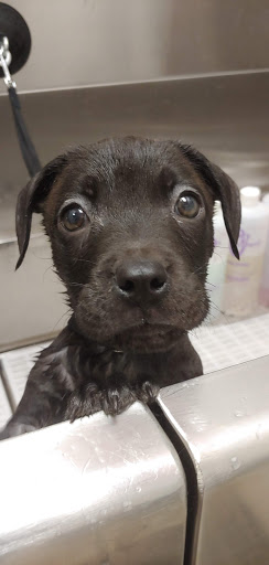 Pet Groomer «Furry Tails Pet Grooming», reviews and photos, 865 Cypress Pkwy, Poinciana, FL 34759, USA