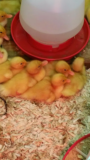 Home Improvement Store «Tractor Supply Co.», reviews and photos, 129 Perry Rd, Plainfield, IN 46168, USA