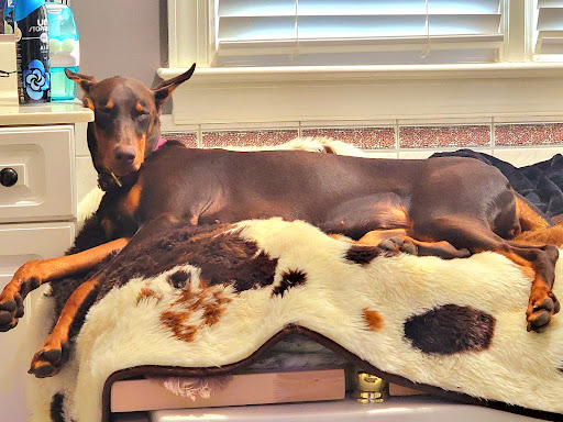 Pet Supply Store «PetSmart», reviews and photos, 950 Hanes Mall Blvd, Winston-Salem, NC 27103, USA