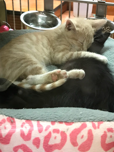 Pet Supply Store «PetSmart», reviews and photos, 1380 Fitzgerald Dr, Pinole, CA 94564, USA