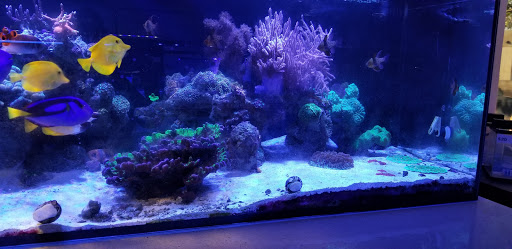 Tropical Fish Store «California Reef Co.», reviews and photos, 37420 Cedar Blvd a, Newark, CA 94560, USA