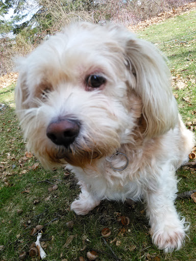 Park «Plum Creek Park», reviews and photos, Cherry St, Kent, OH 44240, USA