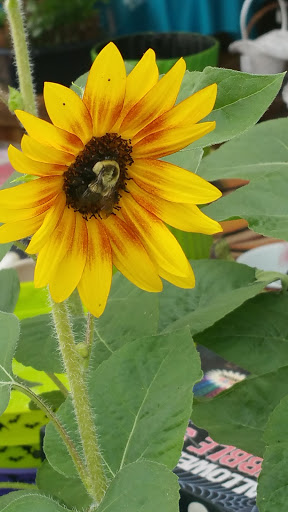 Garden Center «Trail Gardens», reviews and photos, 154 Gordon Nagle Trail, Pottsville, PA 17901, USA