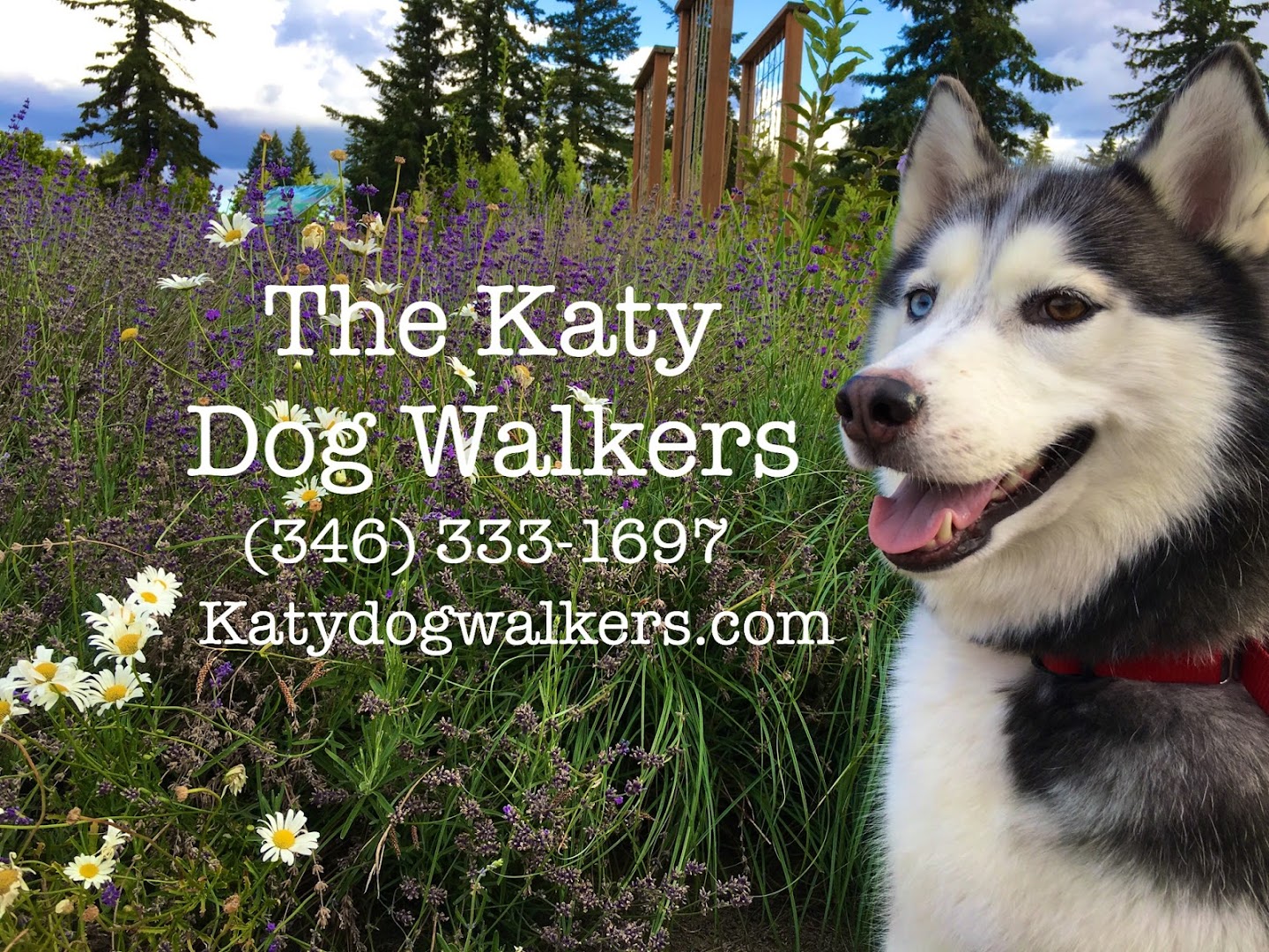 The Katy Dog Walkers