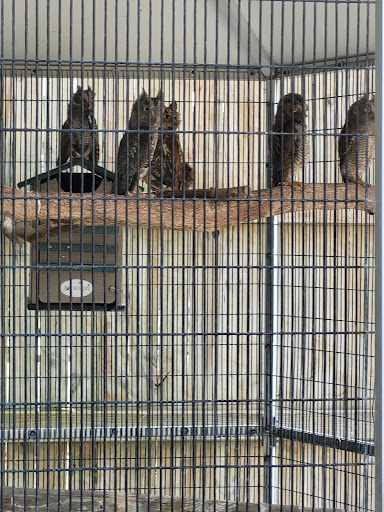 Animal Rescue Service «McCarthys Wildlife Sanctuary», reviews and photos, 12943 61st St N, West Palm Beach, FL 33412, USA