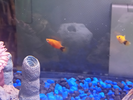 Pet Supply Store «PetSmart», reviews and photos, 842 Dawsonville Hwy, Gainesville, GA 30501, USA