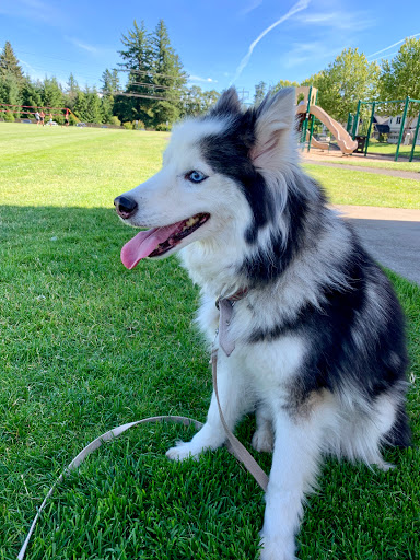 Park «Pfeifer Park», reviews and photos, 14074 SE 139th Ave, Clackamas, OR 97015, USA