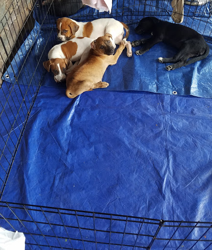 Pet Supply Store «Premier Pet Supply», reviews and photos, 31215 Southfield Rd, Beverly Hills, MI 48025, USA