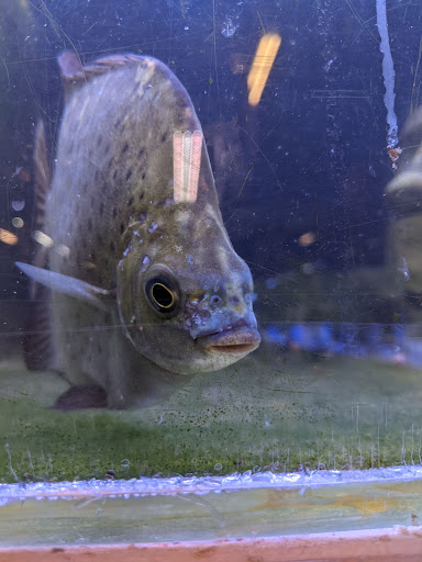 Tropical Fish Store «The Fish Store», reviews and photos, 12320 Lake City Way NE, Seattle, WA 98125, USA