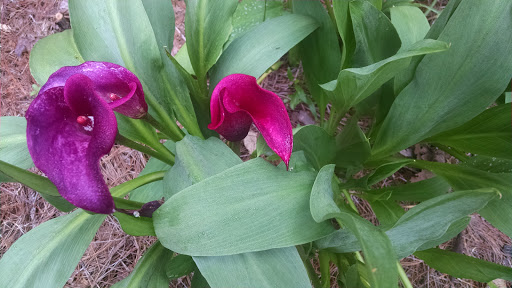 National Park «Chattahoochee River National Recreation Area, Island Ford Unit», reviews and photos, 1978 Island Ford Pkwy, Sandy Springs, GA 30350, USA