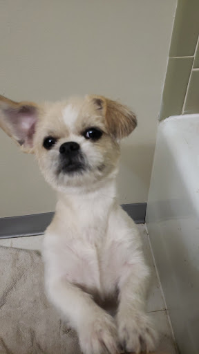 Pet Supply Store «Petco Animal Supplies», reviews and photos, 12519 Olive Blvd, Creve Coeur, MO 63141, USA