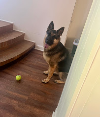 LeZotte Animal Chiropractic - Photo 3 - Car repair in , Charleston