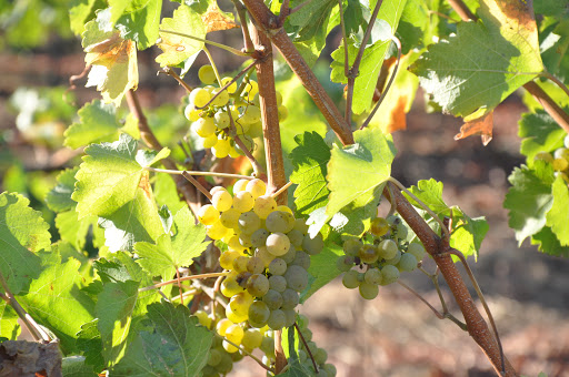 Winery «English Estate Winery», reviews and photos, 17806 SE 1st St, Vancouver, WA 98684, USA