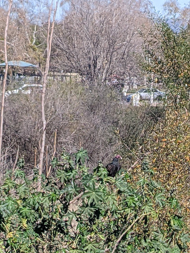 Golf Course «Balboa Golf Course», reviews and photos, 16821 Burbank Blvd, Encino, CA 91436, USA