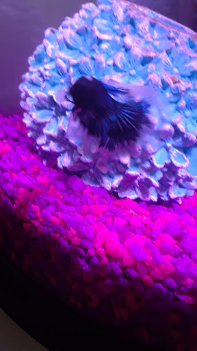 Pet Supply Store «Petco Animal Supplies», reviews and photos, 2005 Dr Martin Luther King Jr Pkwy, Chico, CA 95928, USA