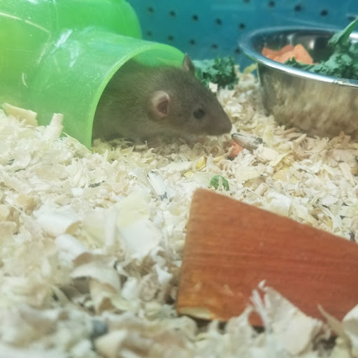 Pet Store «Feed Rite Pet Shop & Supply», reviews and photos, 11760 Belleville Rd, Belleville, MI 48111, USA