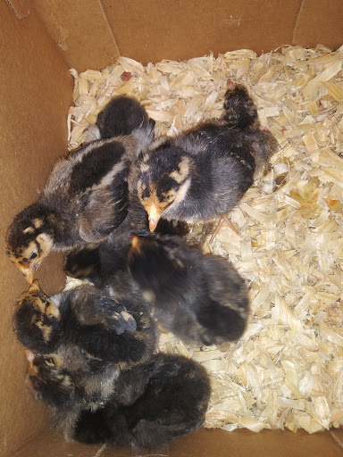 Poultry Farm «R Farm», reviews and photos, 1041 Farm-To-Market 2537, San Antonio, TX 78221, USA