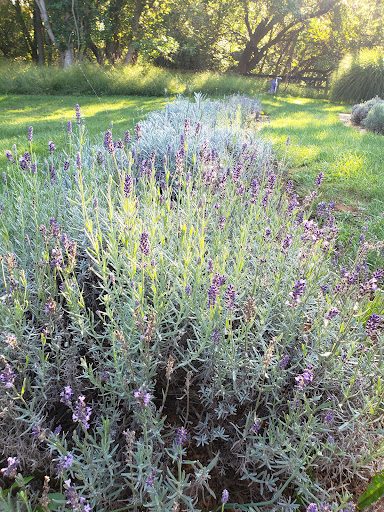 Farm «Blooming Hill Lavender Farm», reviews and photos, 19929 Telegraph Springs Rd, Purcellville, VA 20132, USA